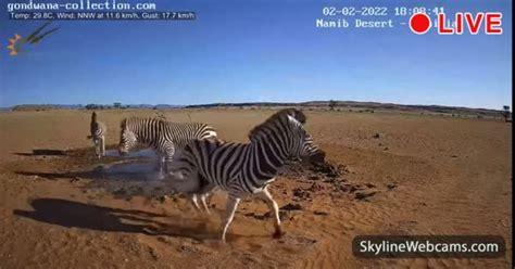 namibia desert live cam